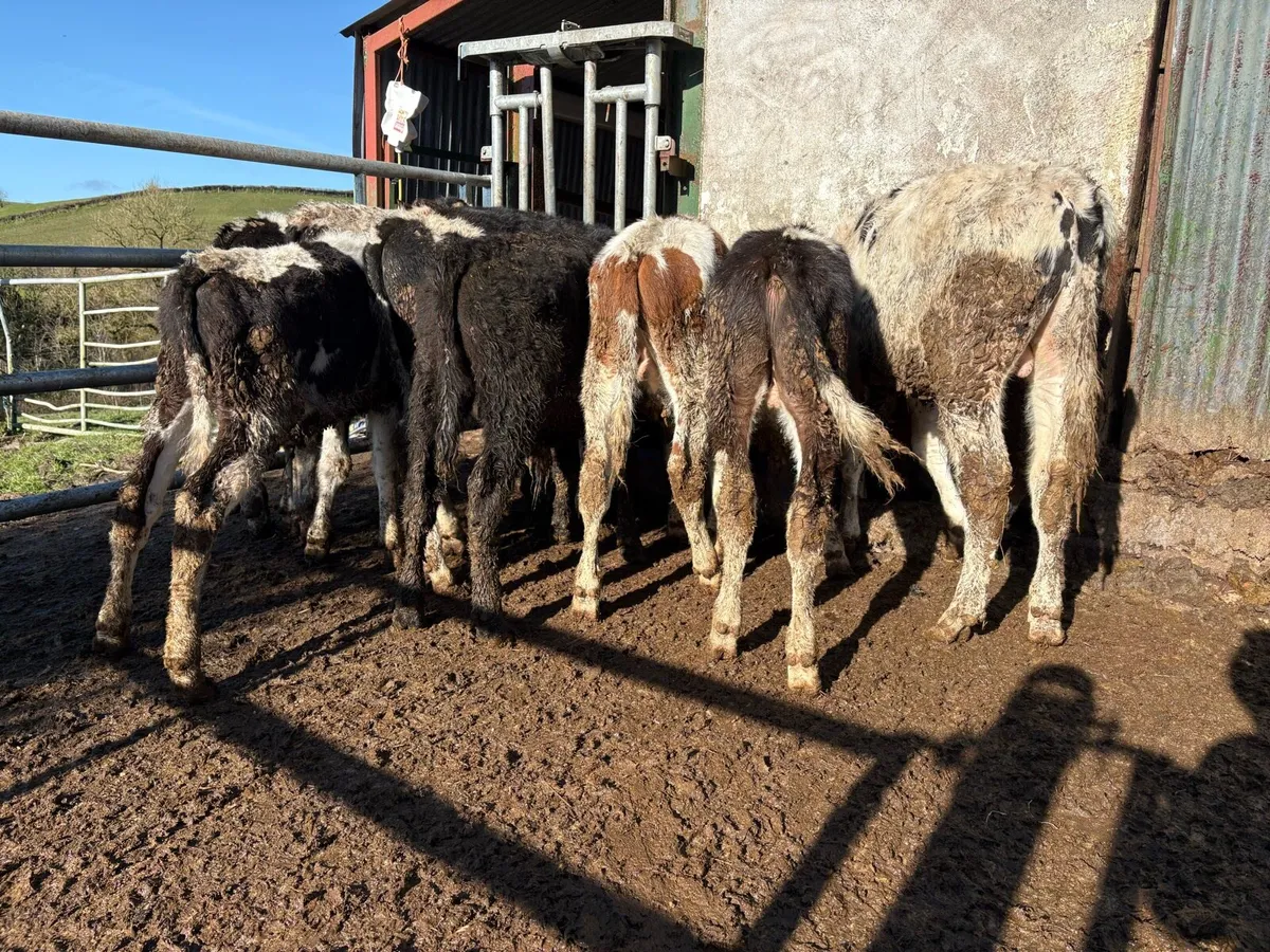 9 grass Weanlings - Image 3