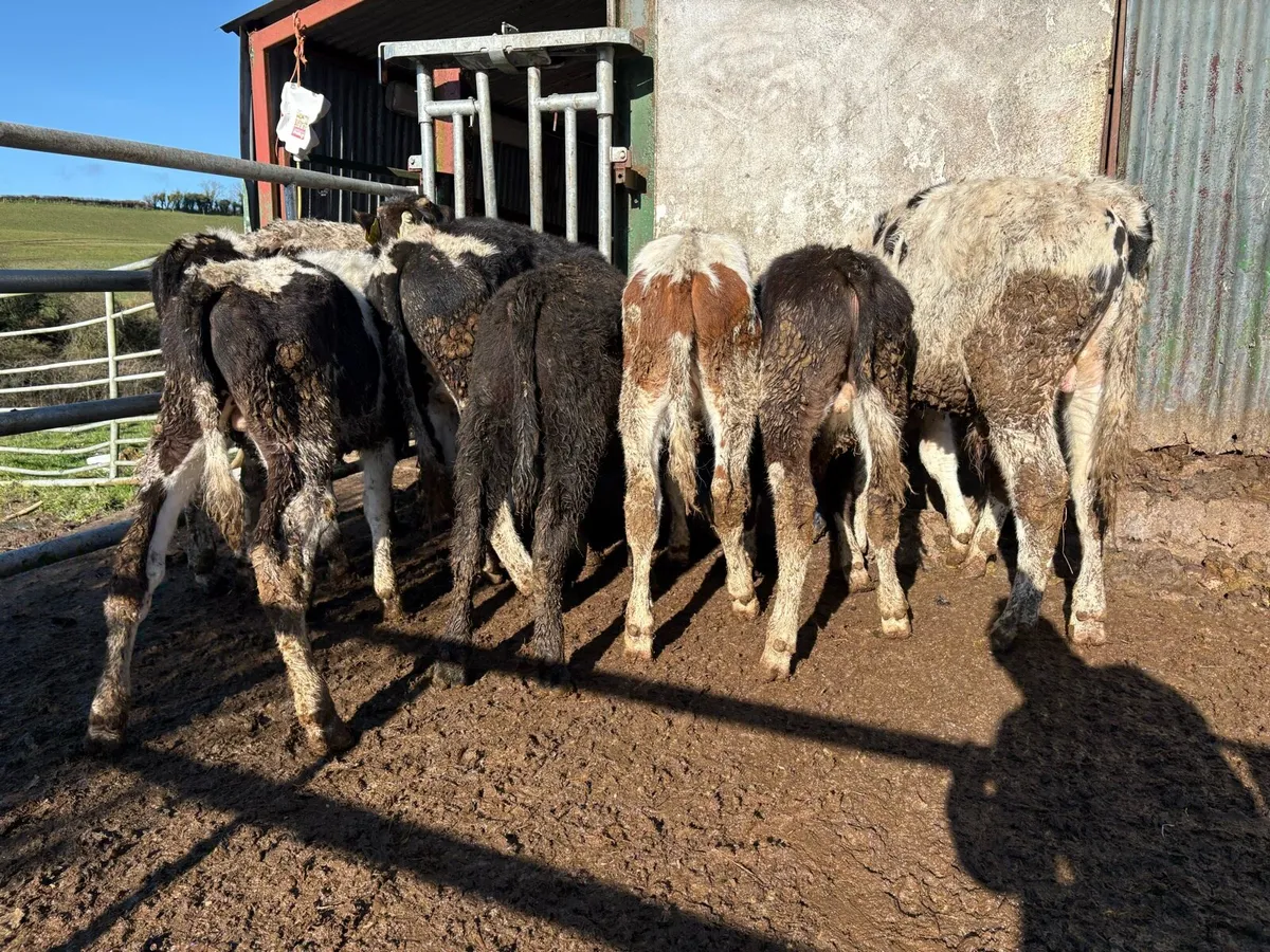 9 grass Weanlings - Image 1