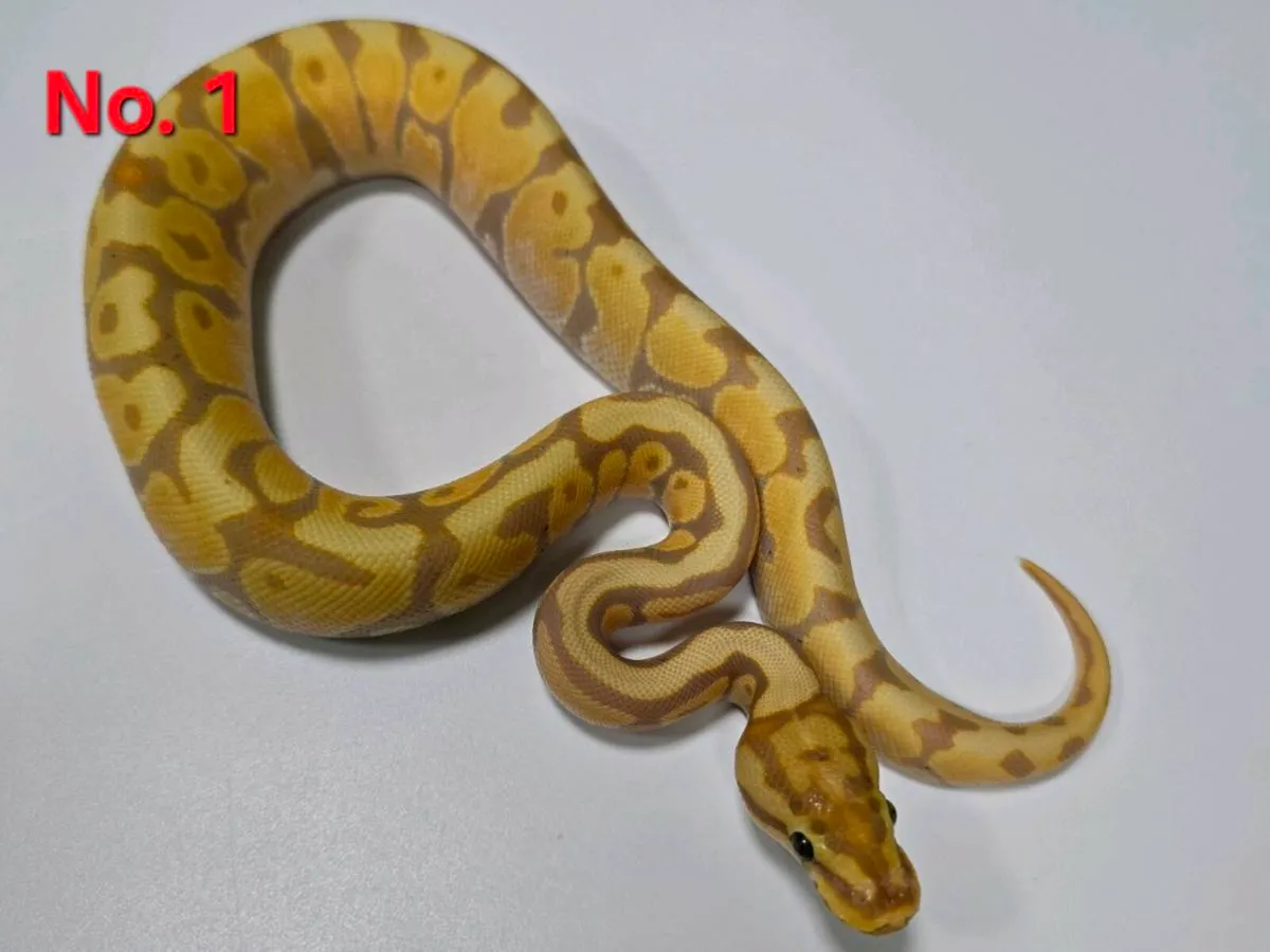 Royal Pythons All Male ♂️ - Image 1
