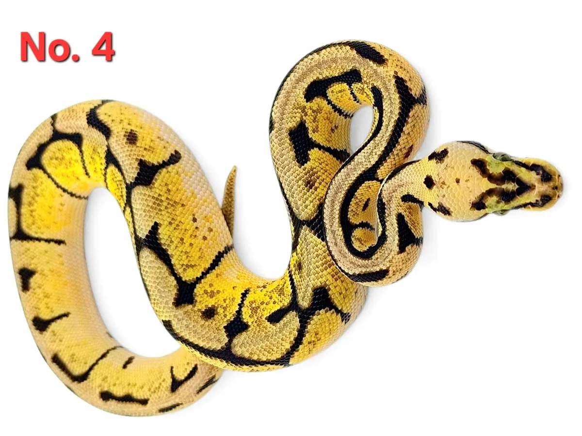 Royal Pythons All Male ♂️ - Image 4