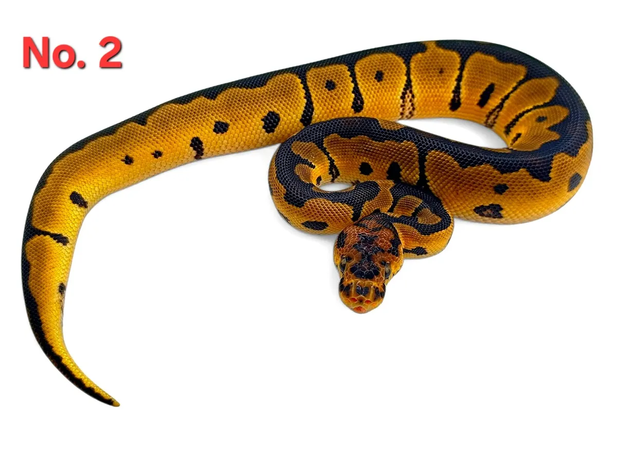 Royal Pythons All Male ♂️ - Image 2