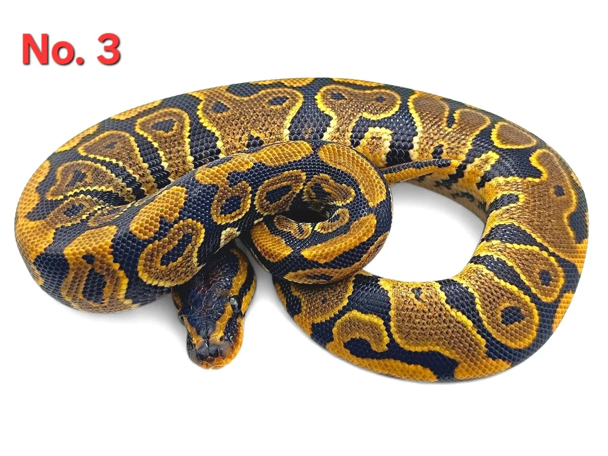 Royal Pythons All Male ♂️ - Image 3