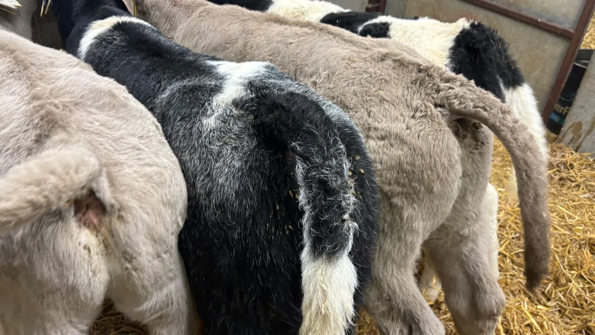 ⭐️ 4 Super Continental Bull Calves ⭐️ - Image 4