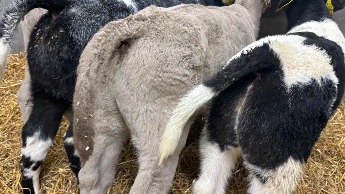 ⭐️ 4 Super Continental Bull Calves ⭐️ - Image 1