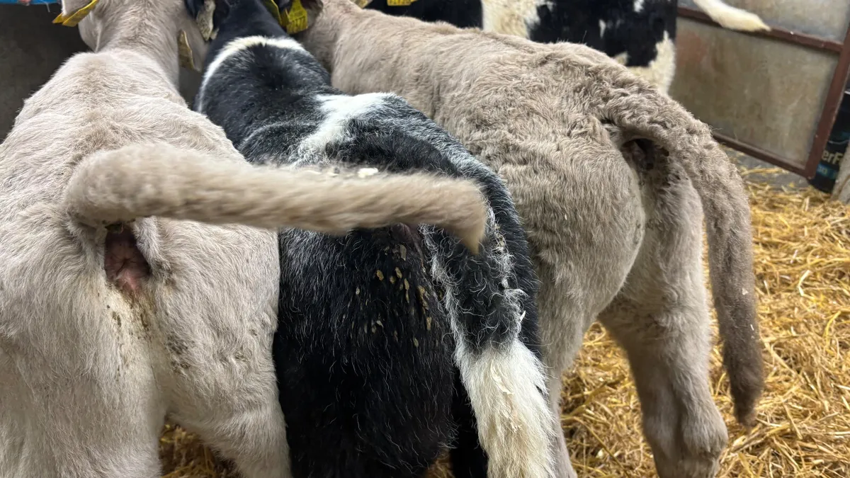 ⭐️ 4 Super Continental Bull Calves ⭐️ - Image 2