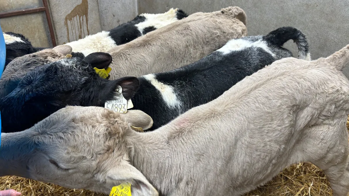 ⭐️ 4 Super Continental Bull Calves ⭐️ - Image 3