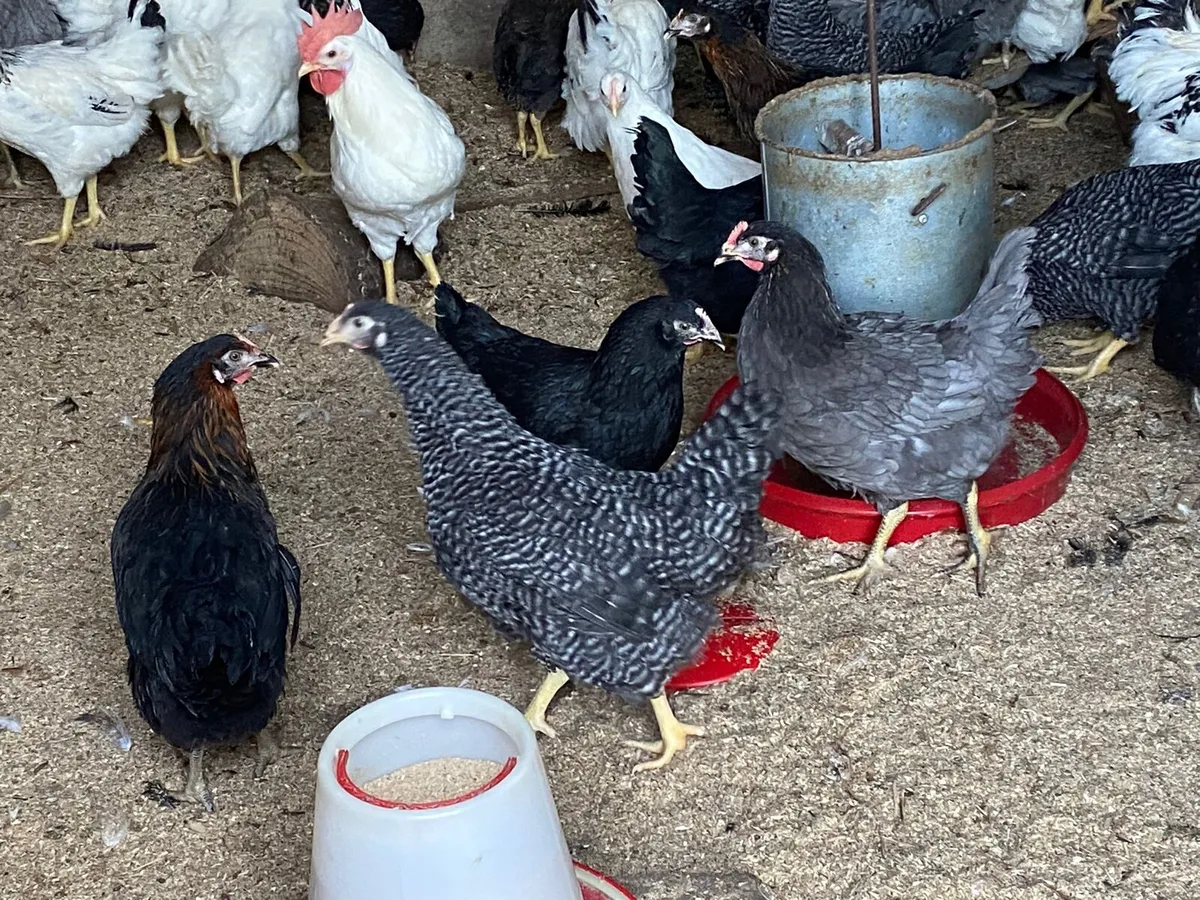 Hens for sale - Image 4