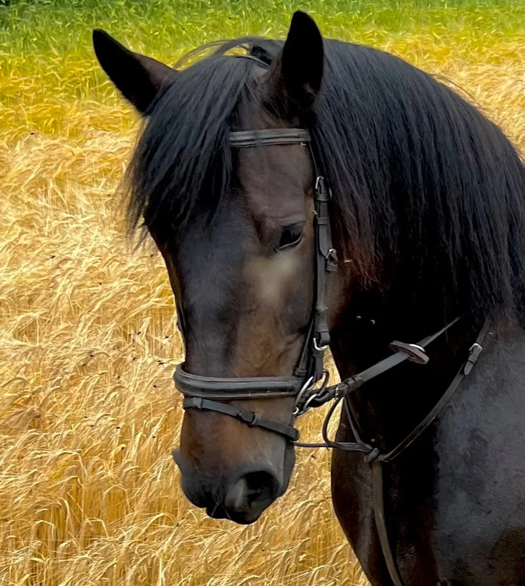 15.2hh Diamond Valley Prince mare - Image 1