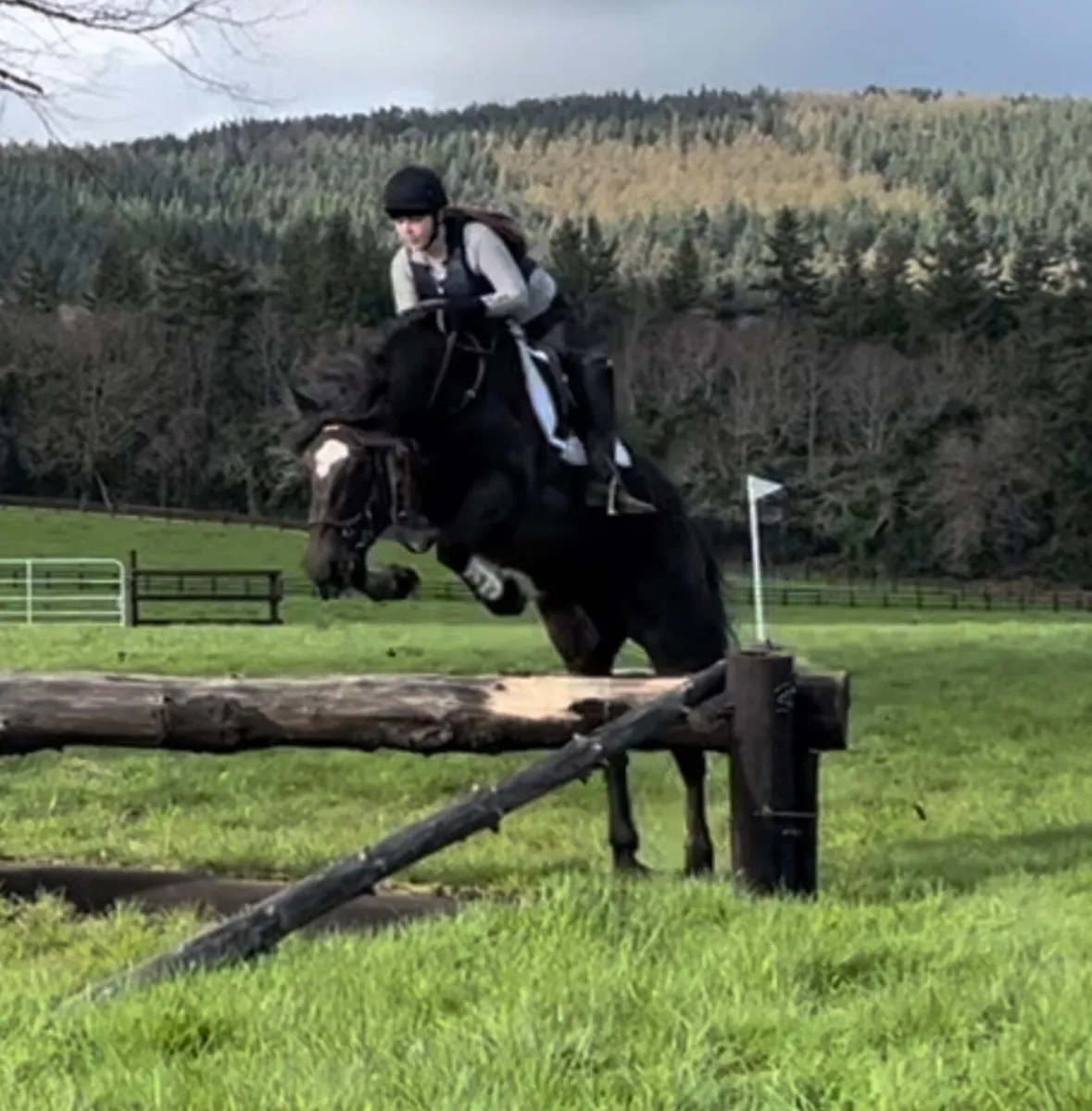 16.1 super black Irish Draught 10yo gelding - Image 1