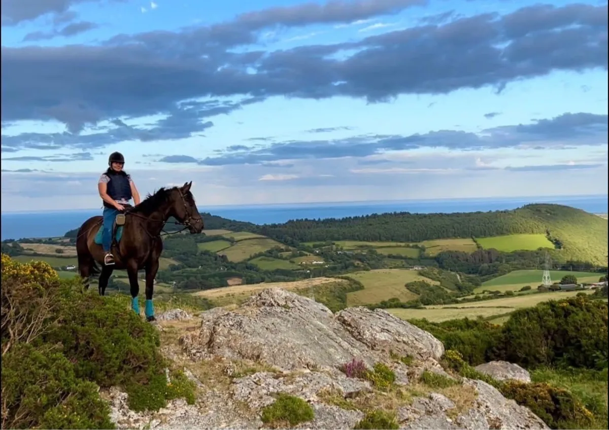 16.1 super black Irish Draught 10yo gelding - Image 3