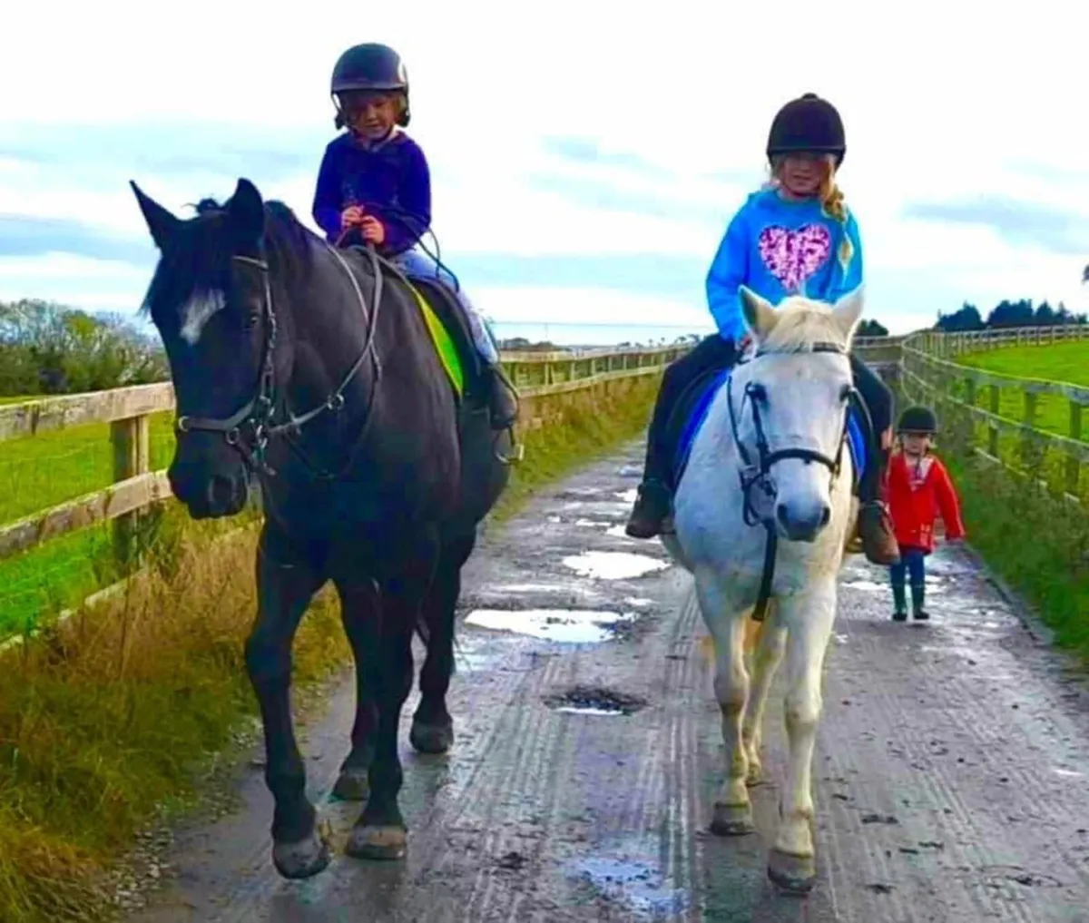 16.1 super black Irish Draught 10yo gelding - Image 4