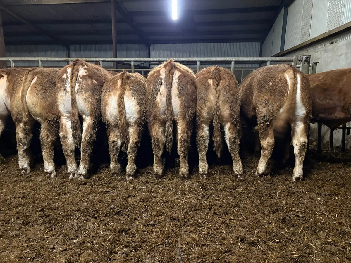 15 outstanding limousine bullocks - Image 2