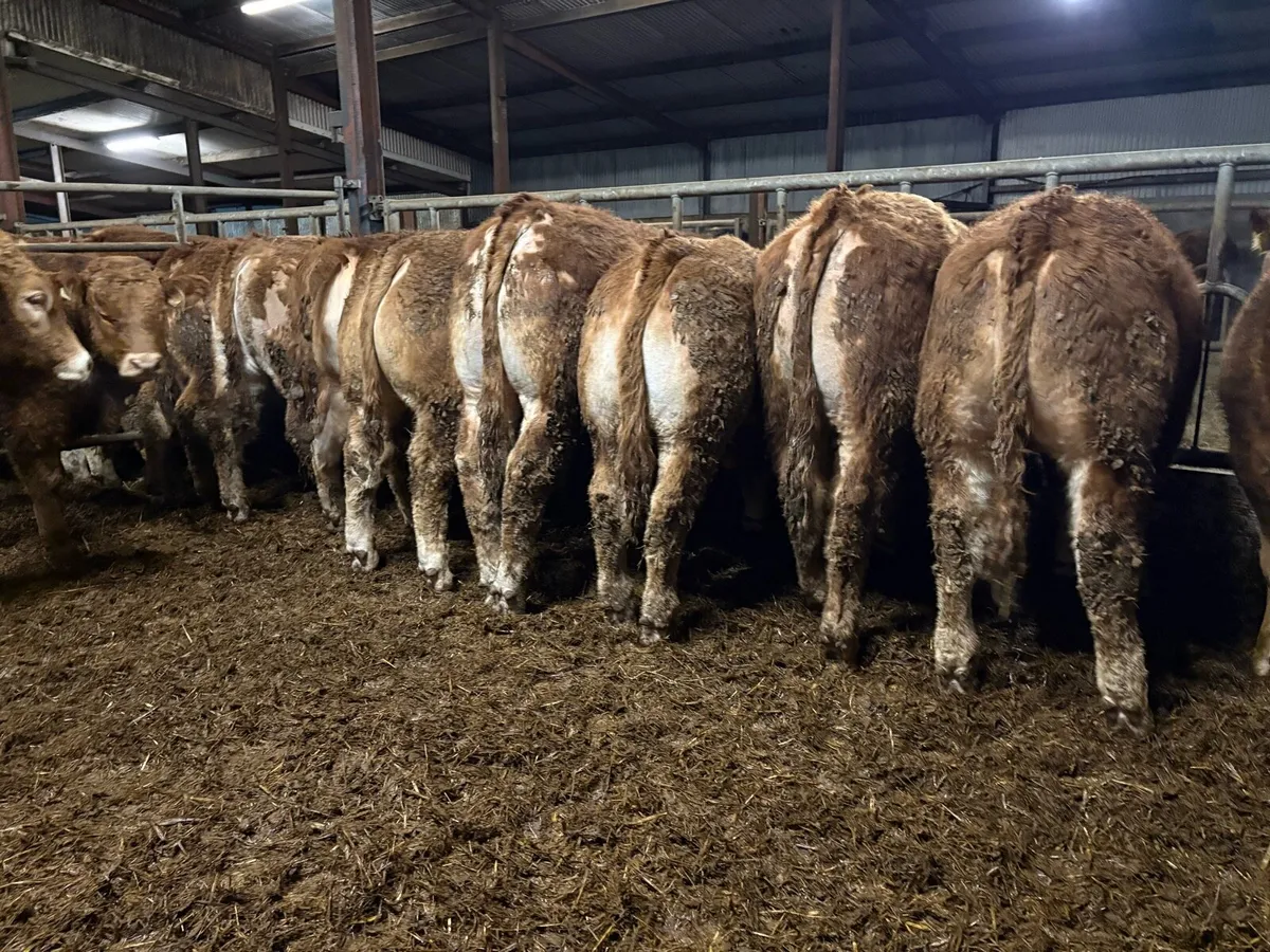 15 outstanding limousine bullocks - Image 3