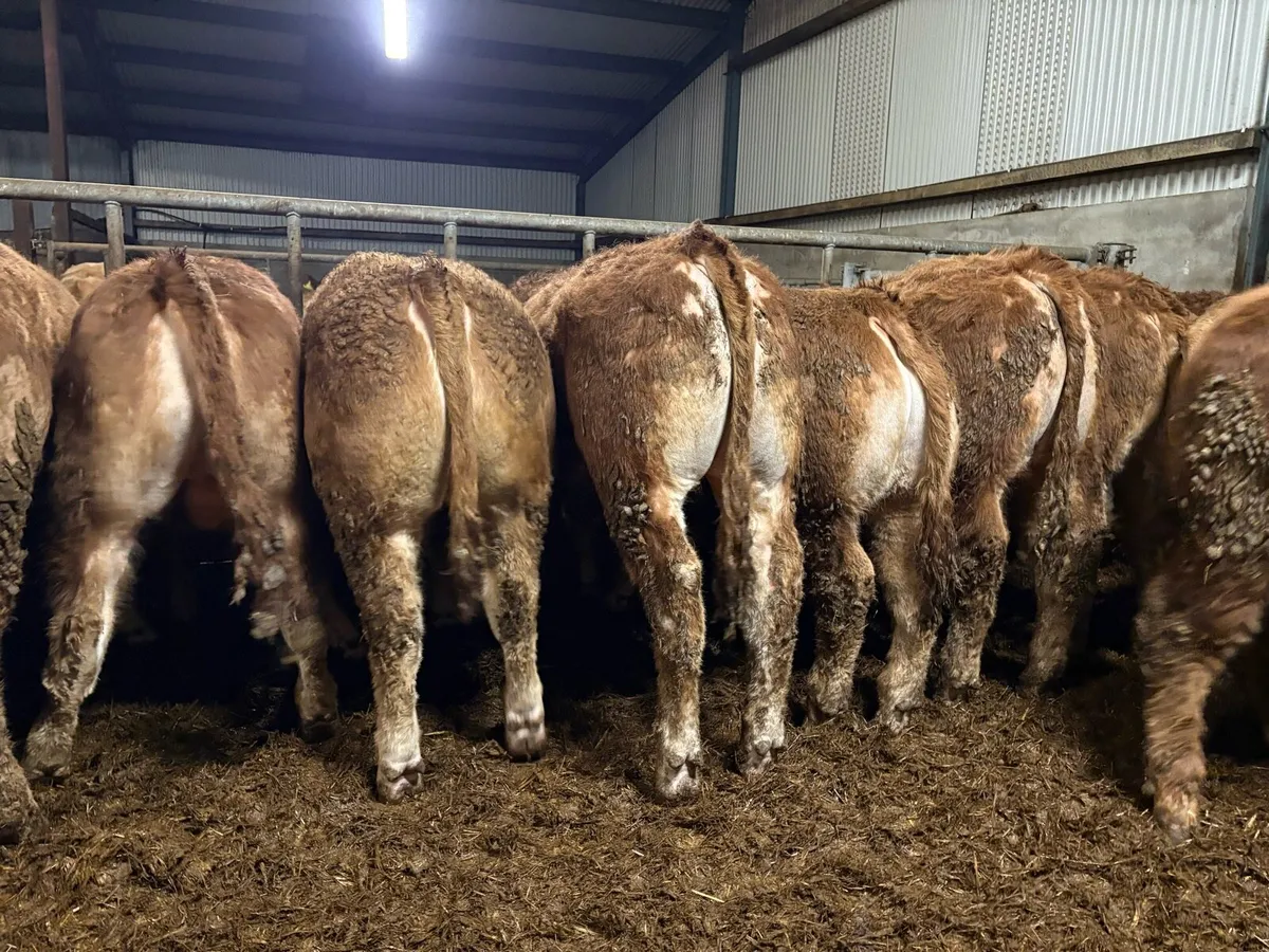 15 outstanding limousine bullocks - Image 4