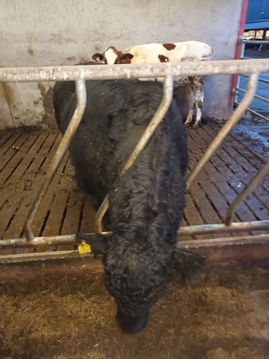 Angus Bull - Image 1