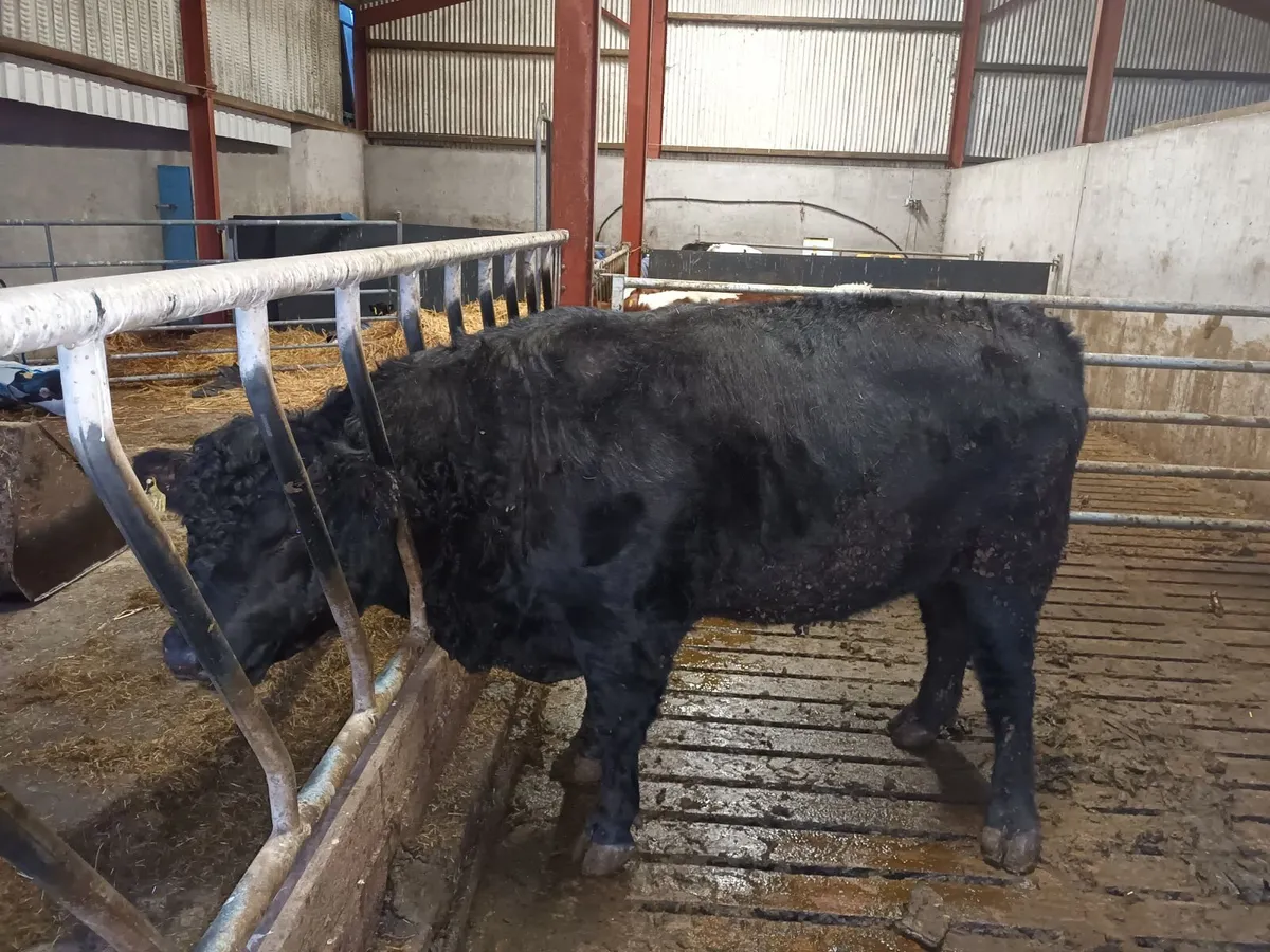 Angus Bull - Image 2