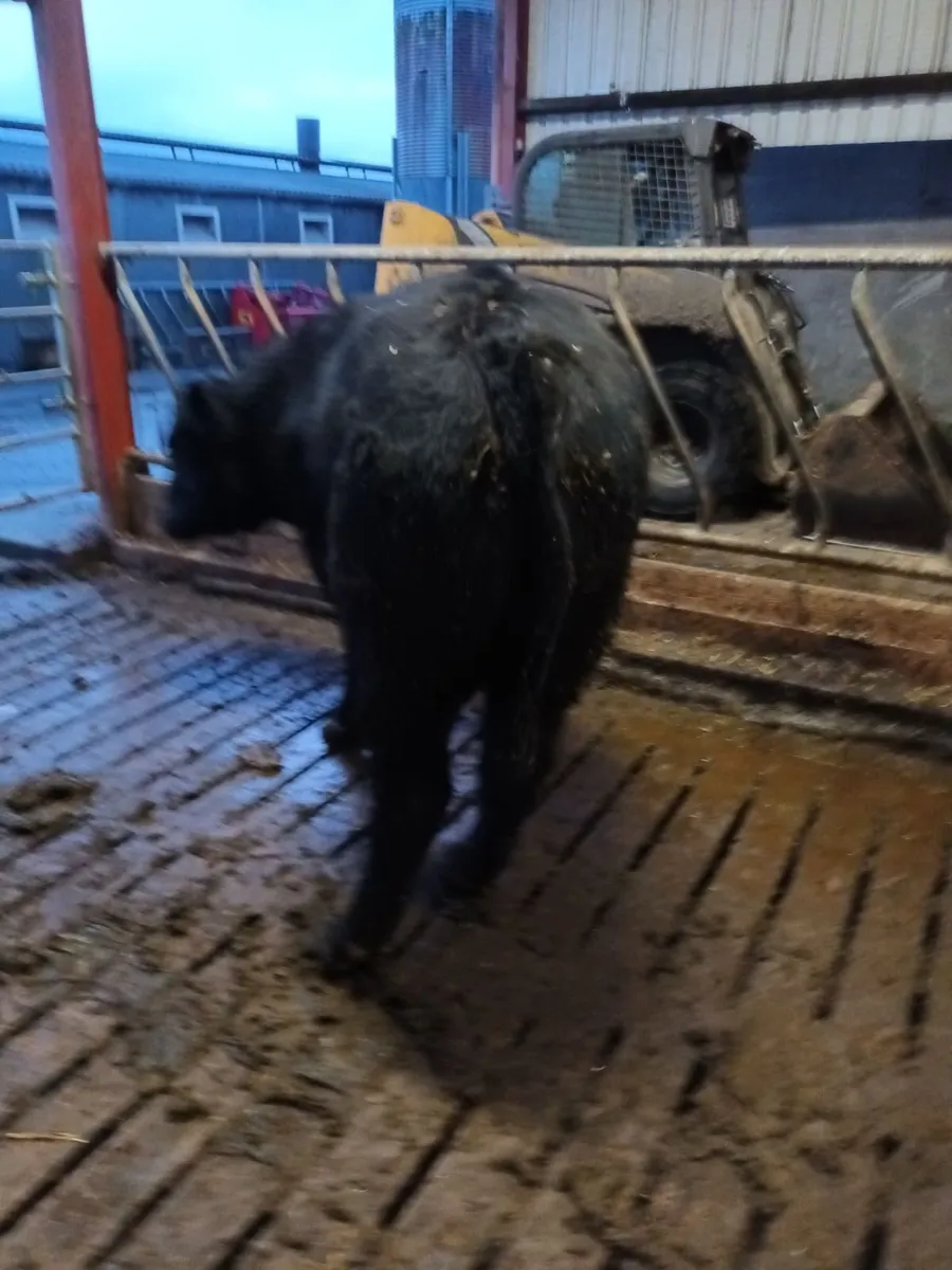 Angus Bull - Image 4