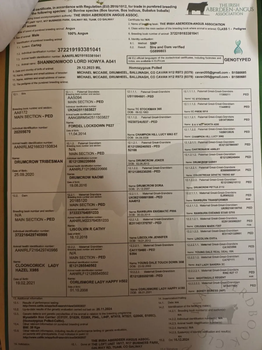 Angus Bull - Image 3