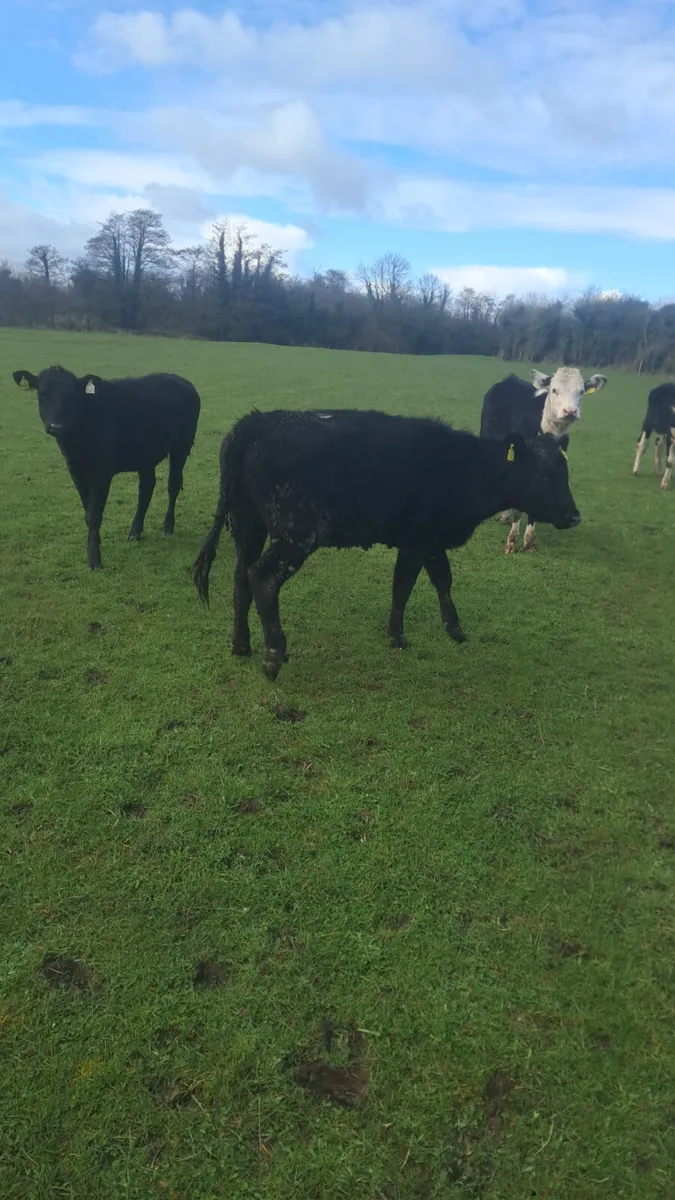 Weanling heifers - Image 4