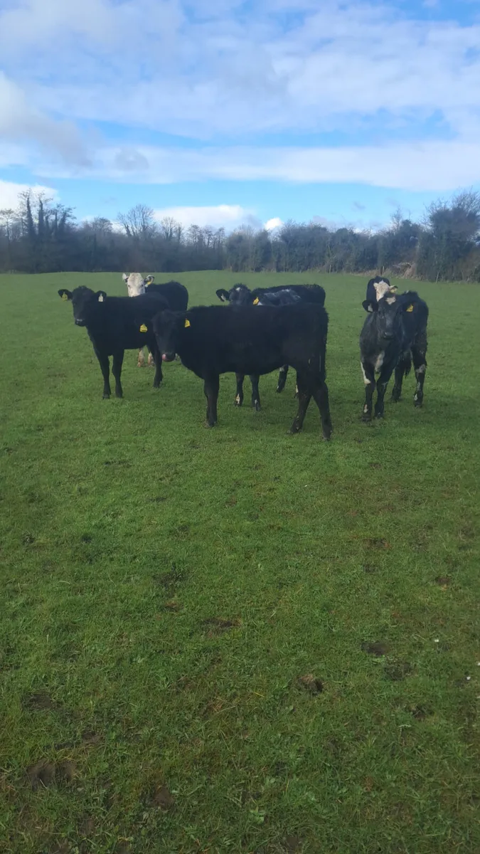 Weanling heifers - Image 2