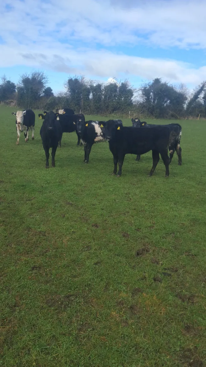 Weanling heifers - Image 1