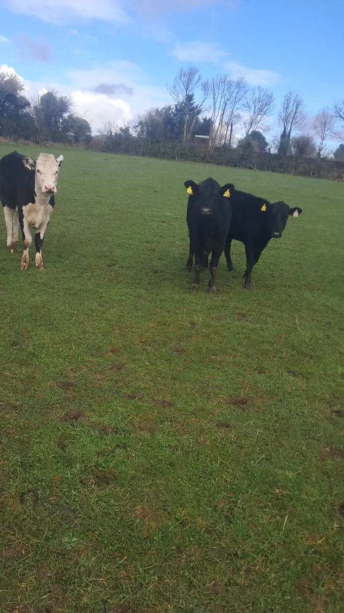 Weanling heifers - Image 3
