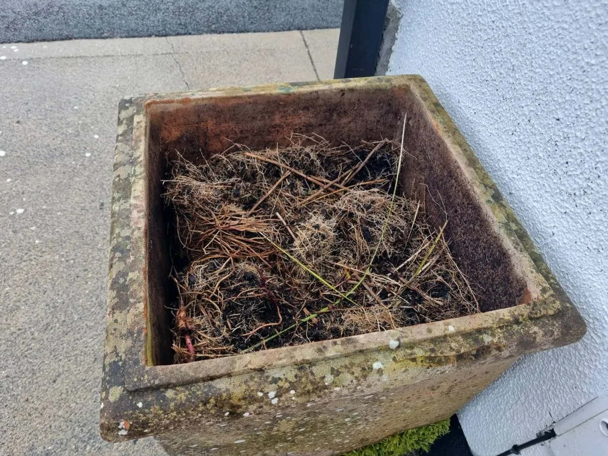 2 terracotta pots - Image 3