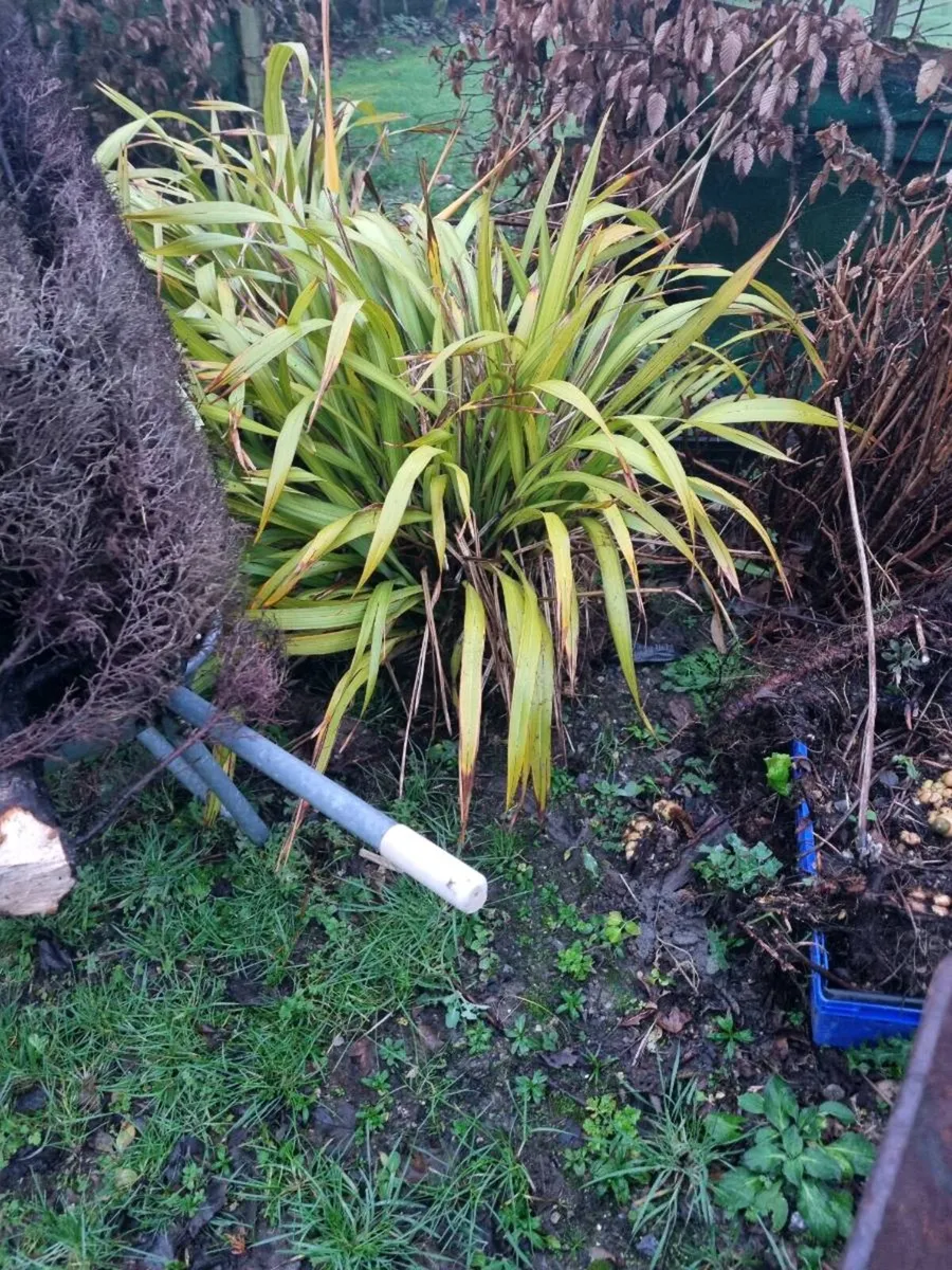 2 phoriums - Image 2