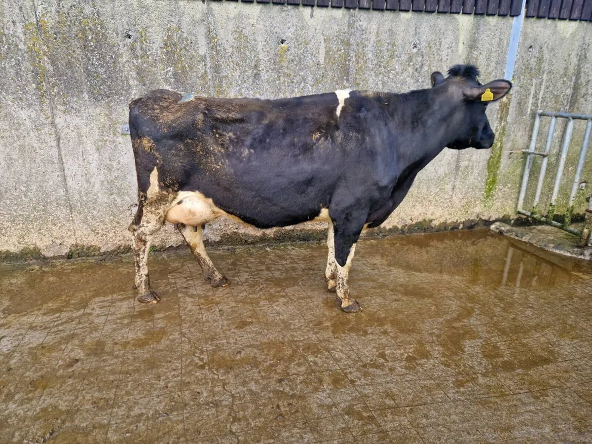 Cow for sale - Image 1