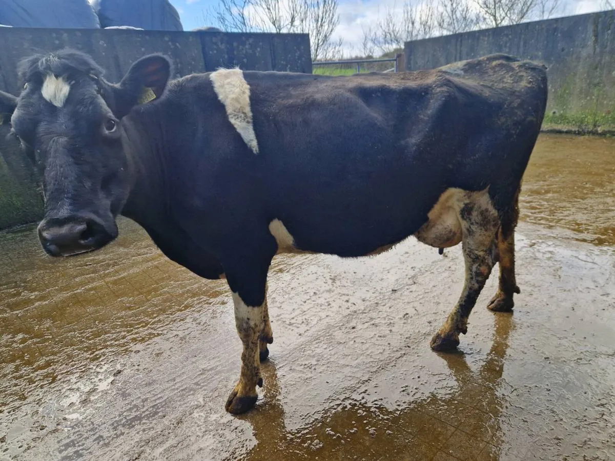 Cow for sale - Image 2