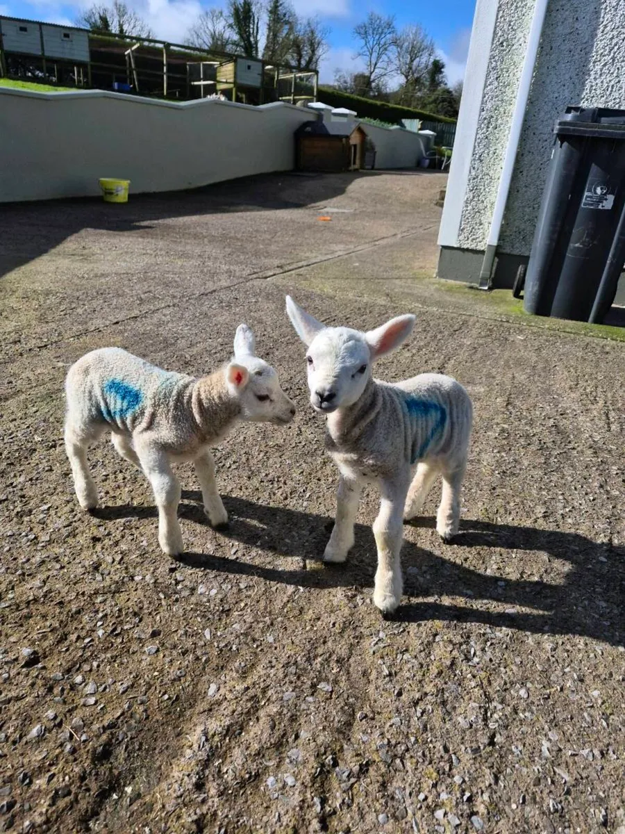 Lambs for sale - Image 3