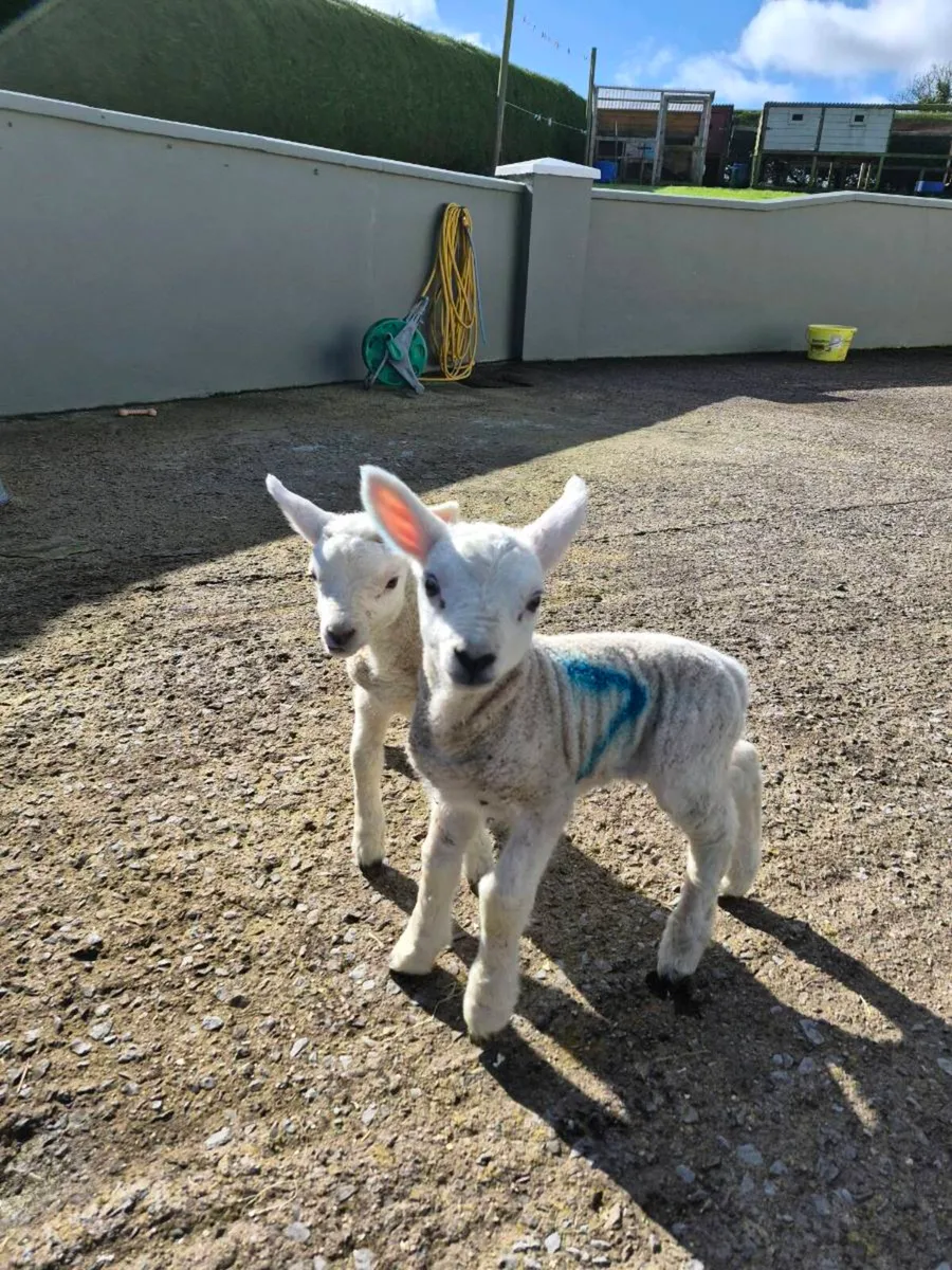 Lambs for sale - Image 2