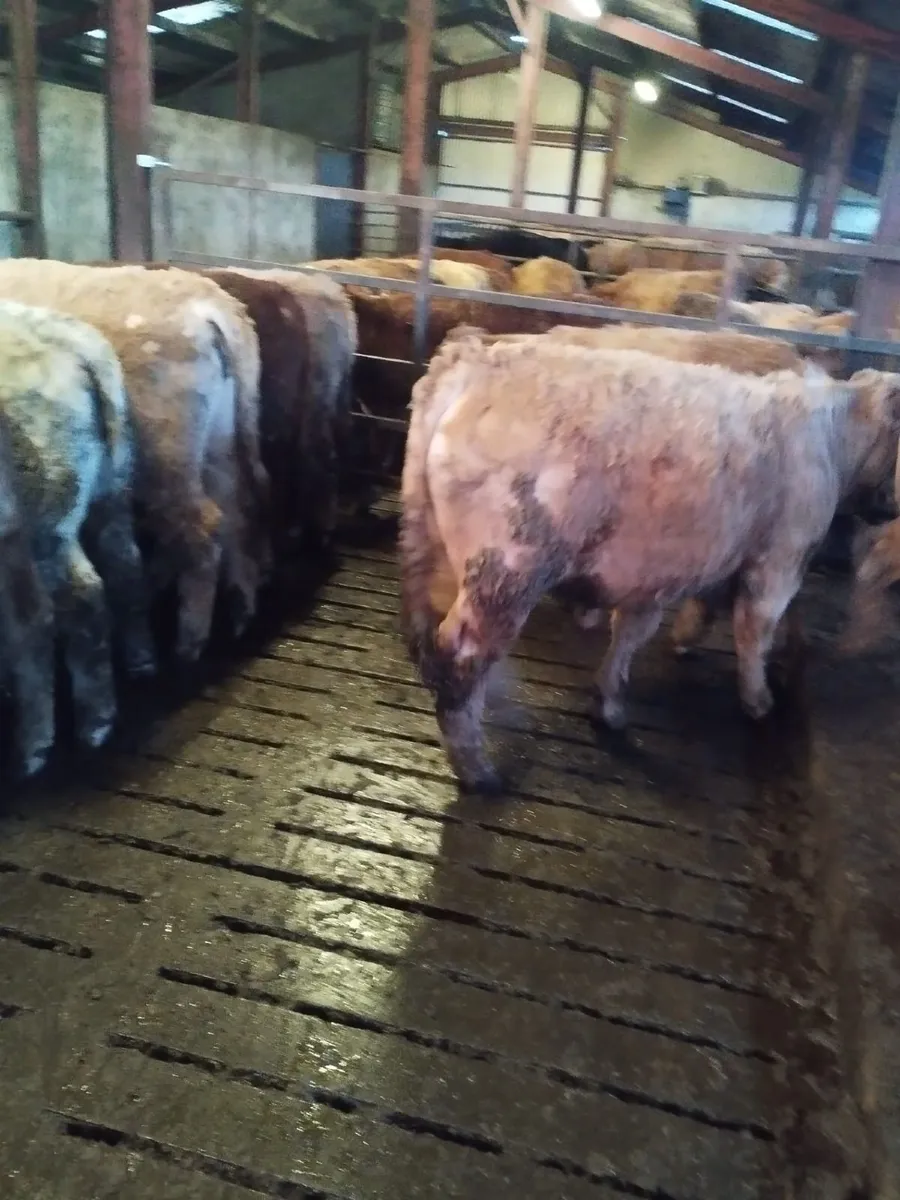 Weanling Bulls - Image 1