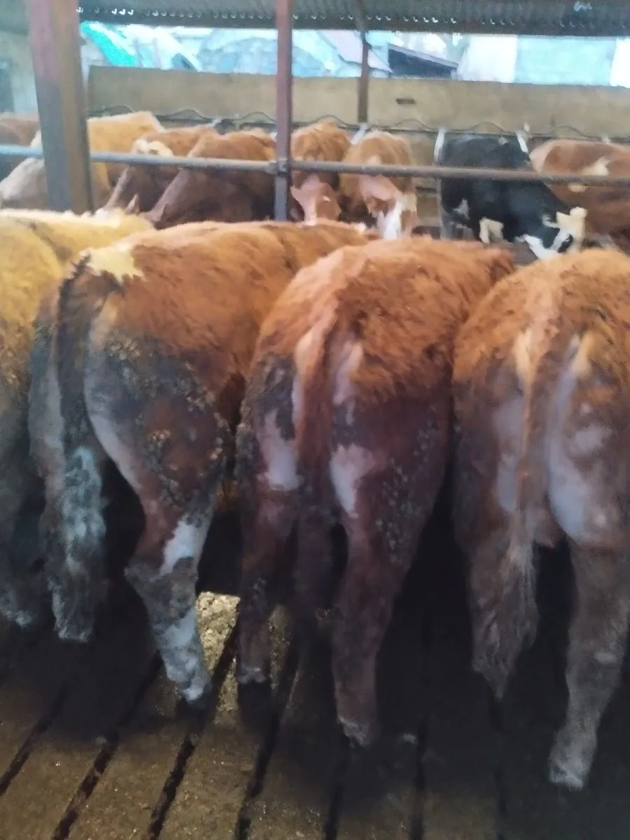 Weanling Bulls - Image 2