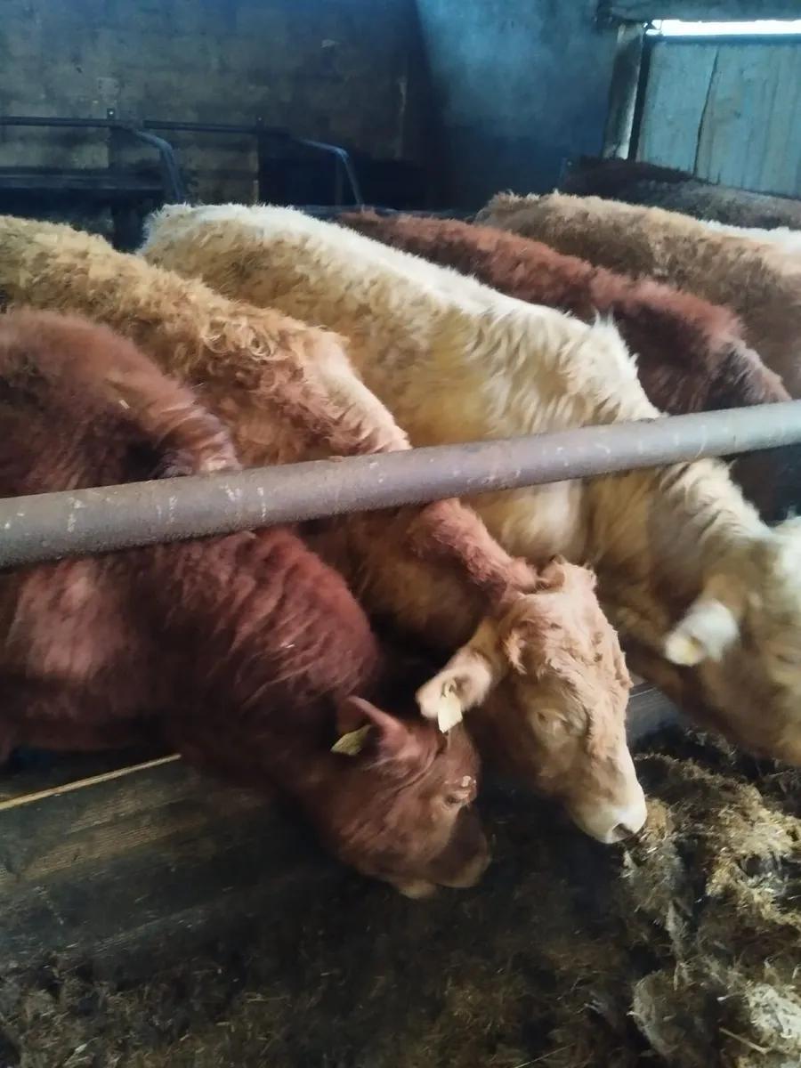 Weanling Bulls - Image 4