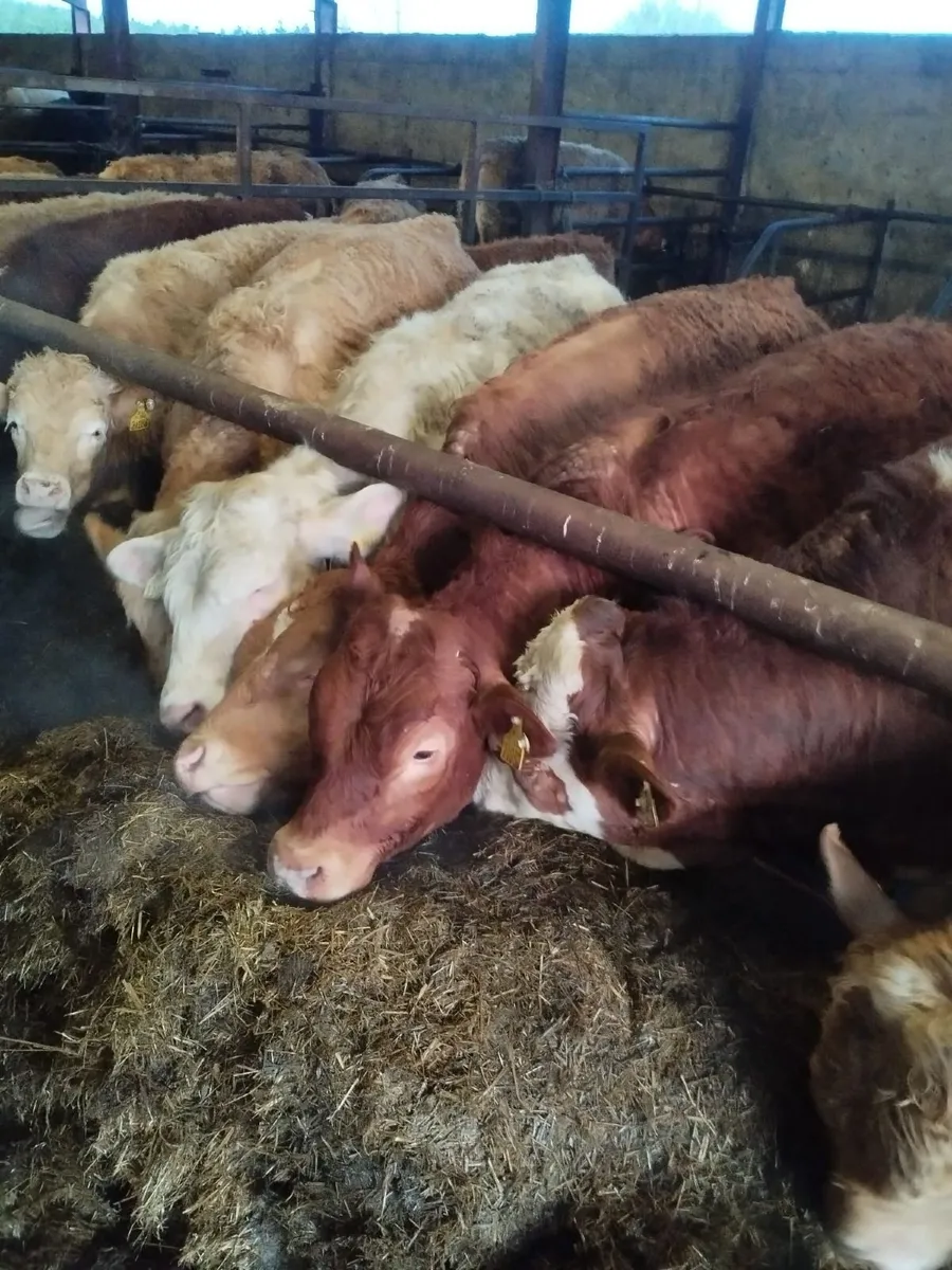 Weanling Bulls - Image 3