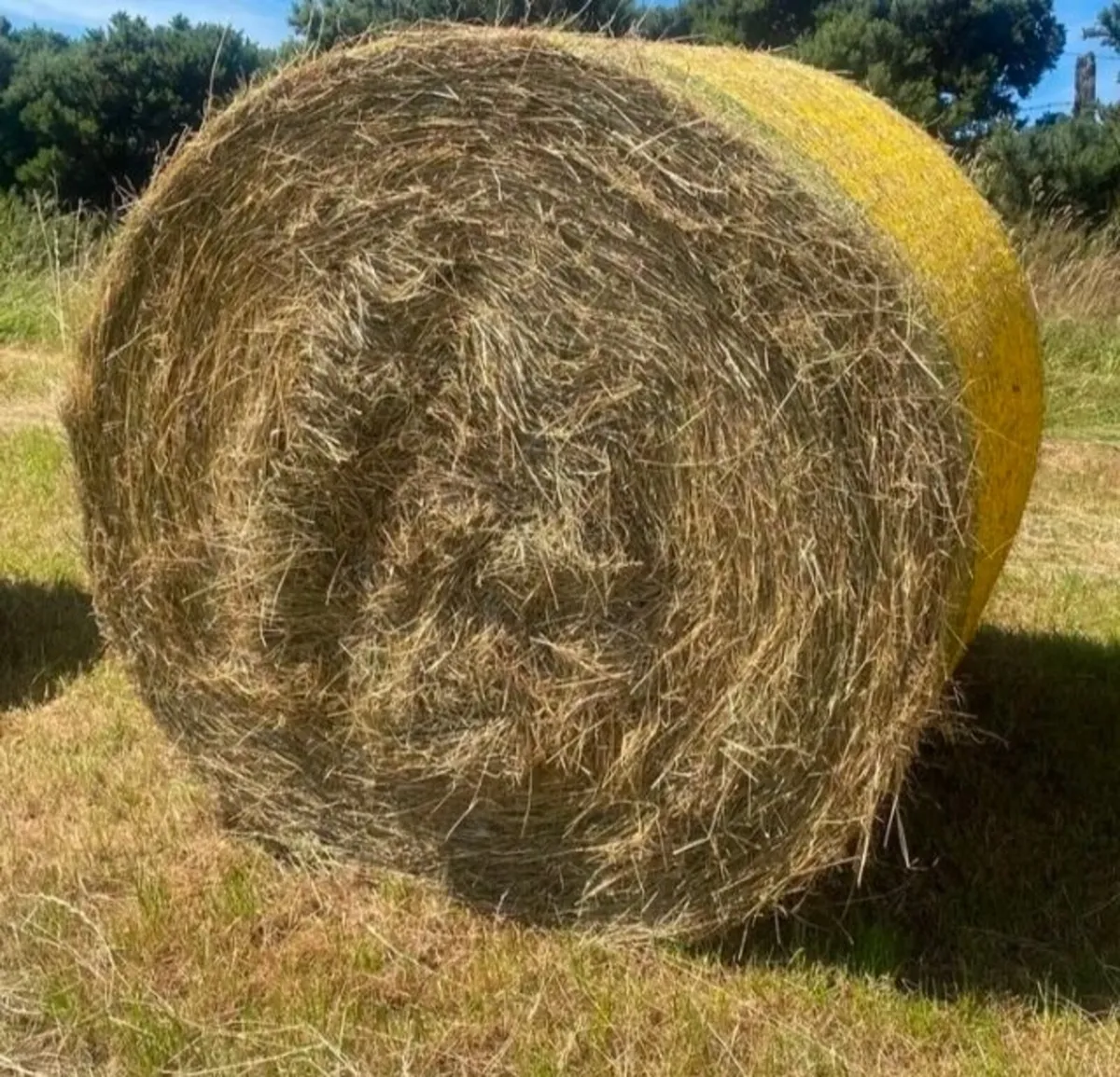 Good quality hay
