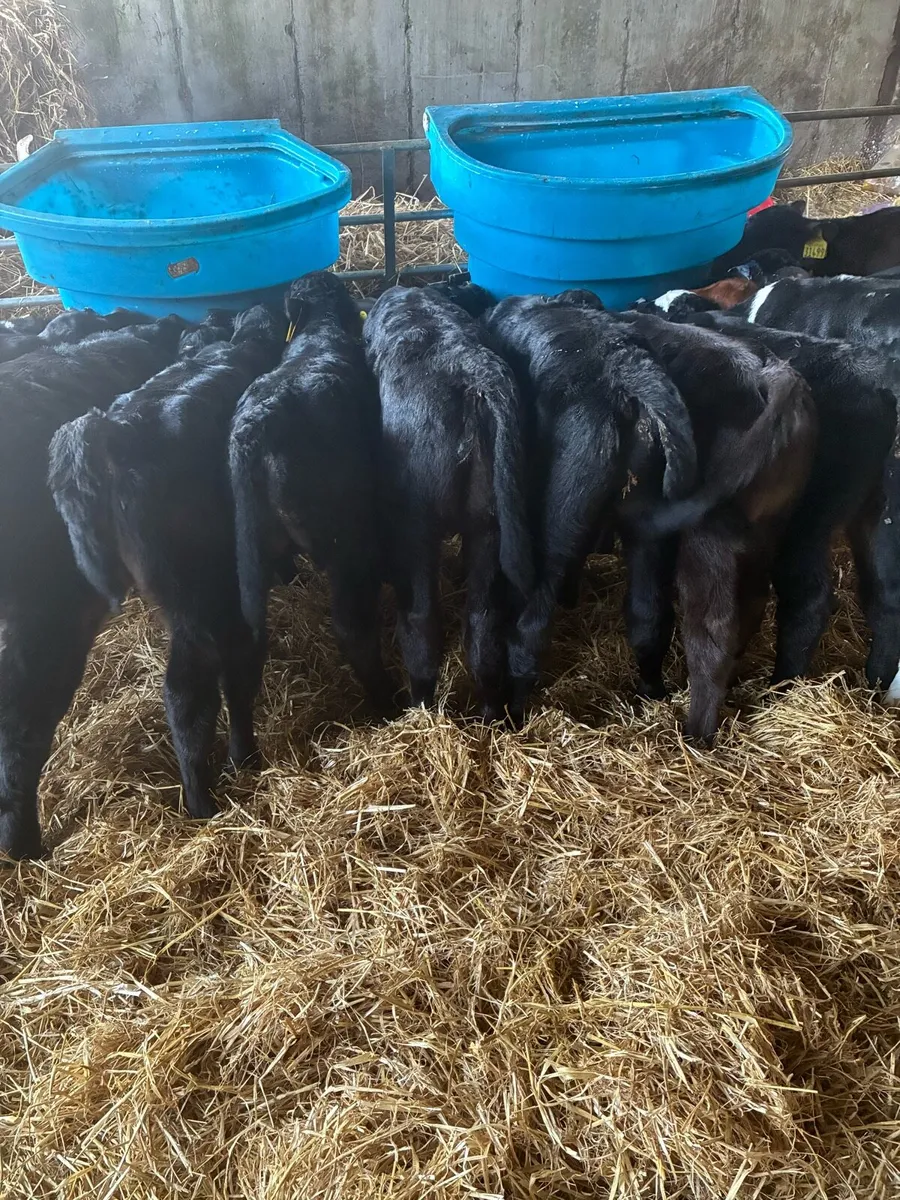 Calves - Image 1
