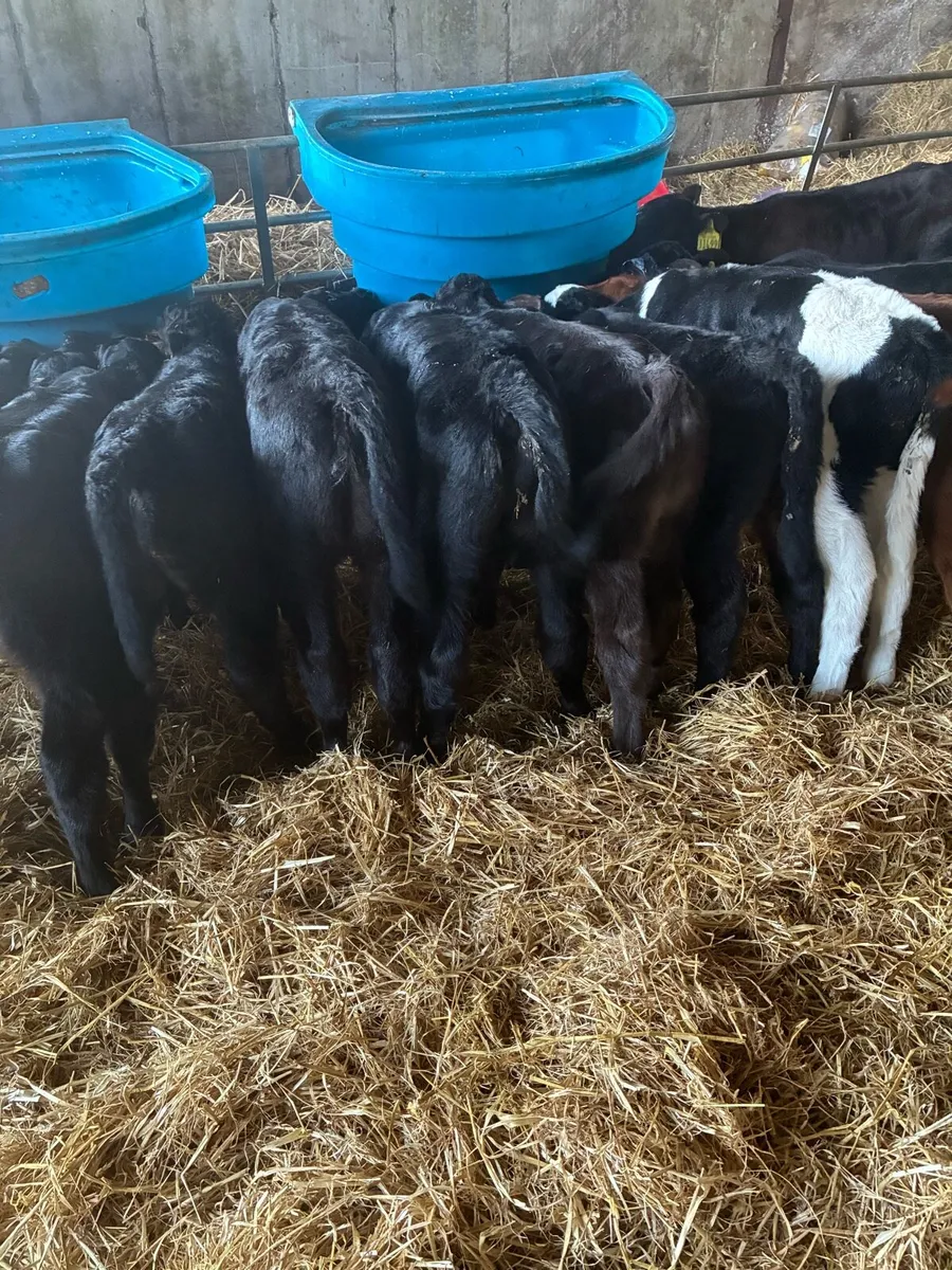 Calves - Image 2
