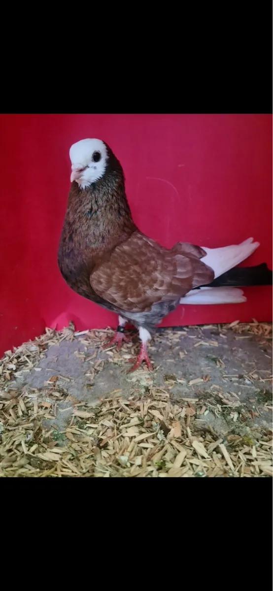 Wolverhampton Tumblers’s - Image 3