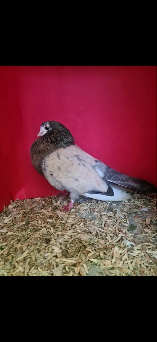 Wolverhampton Tumblers’s - Image 4