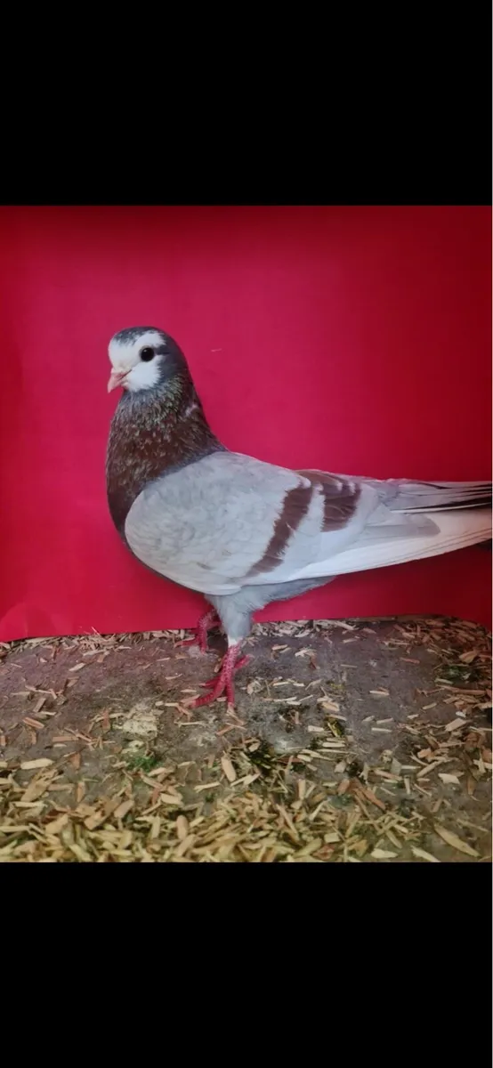 Wolverhampton Tumblers’s - Image 1