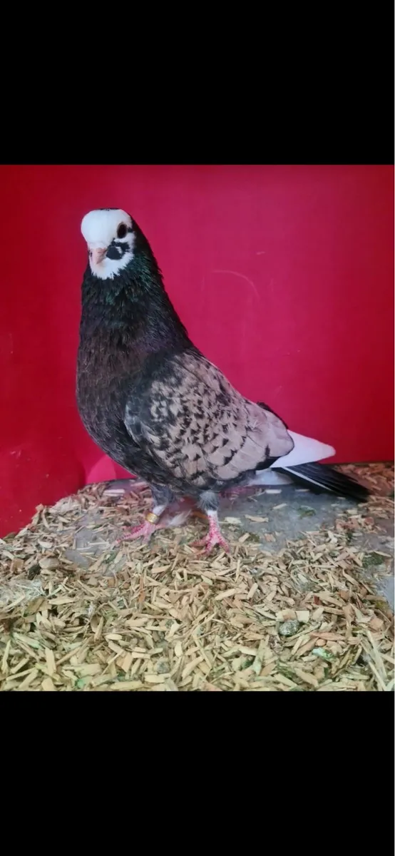 Wolverhampton Tumblers’s - Image 2