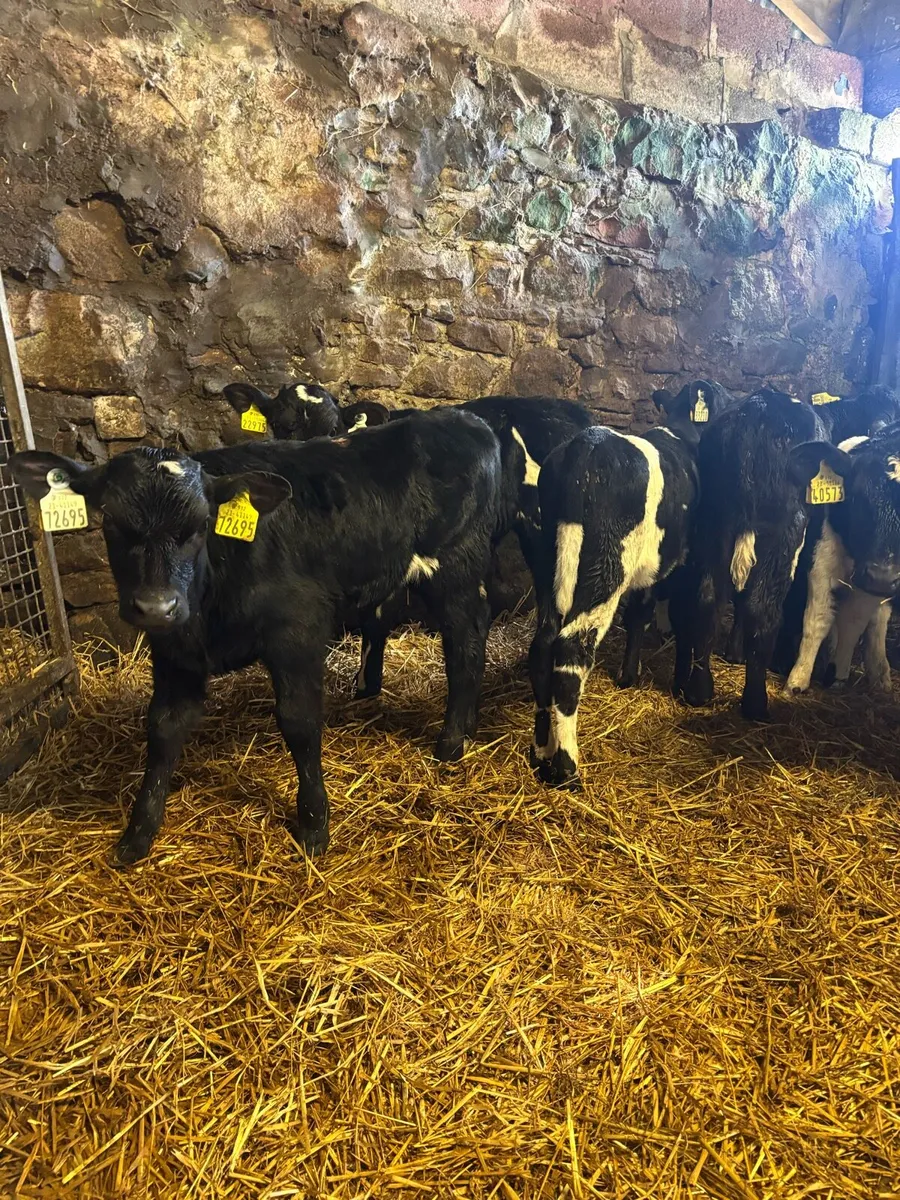 10 FR Bull Calves - Image 1