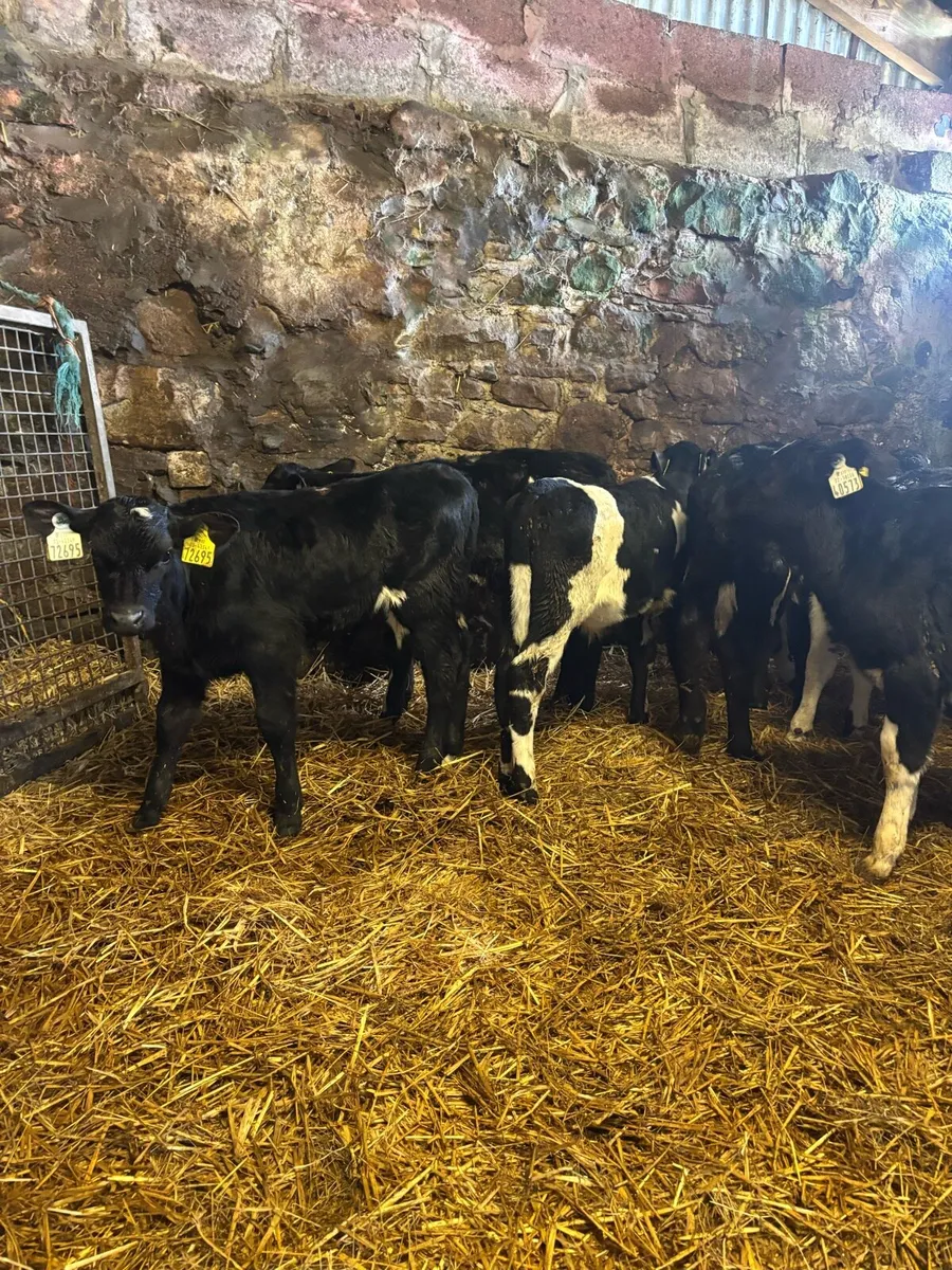 10 FR Bull Calves - Image 4