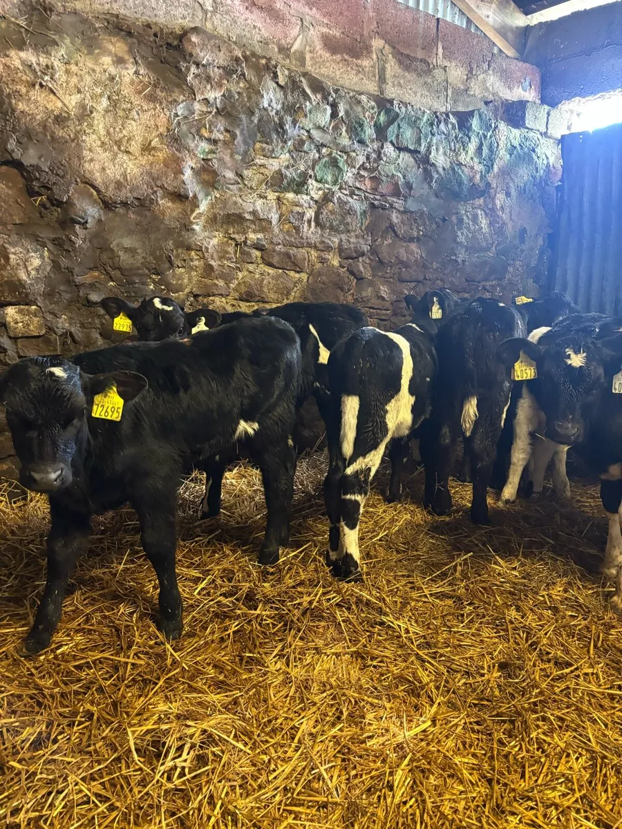 10 FR Bull Calves - Image 2