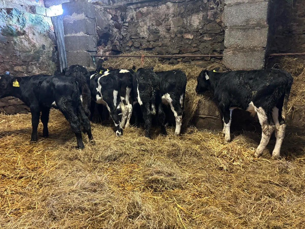 10 FR Bull Calves - Image 3