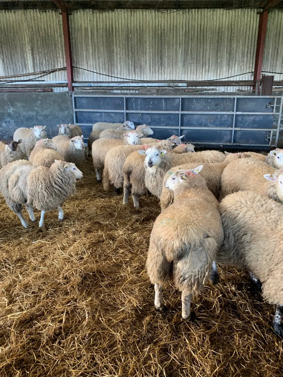 Hogget Ewes - Image 2