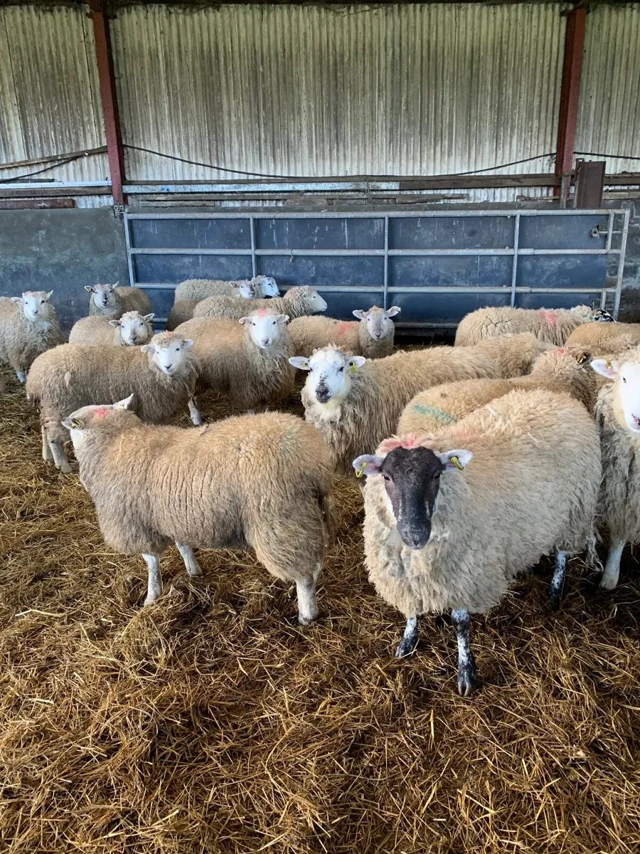 Hogget Ewes - Image 3