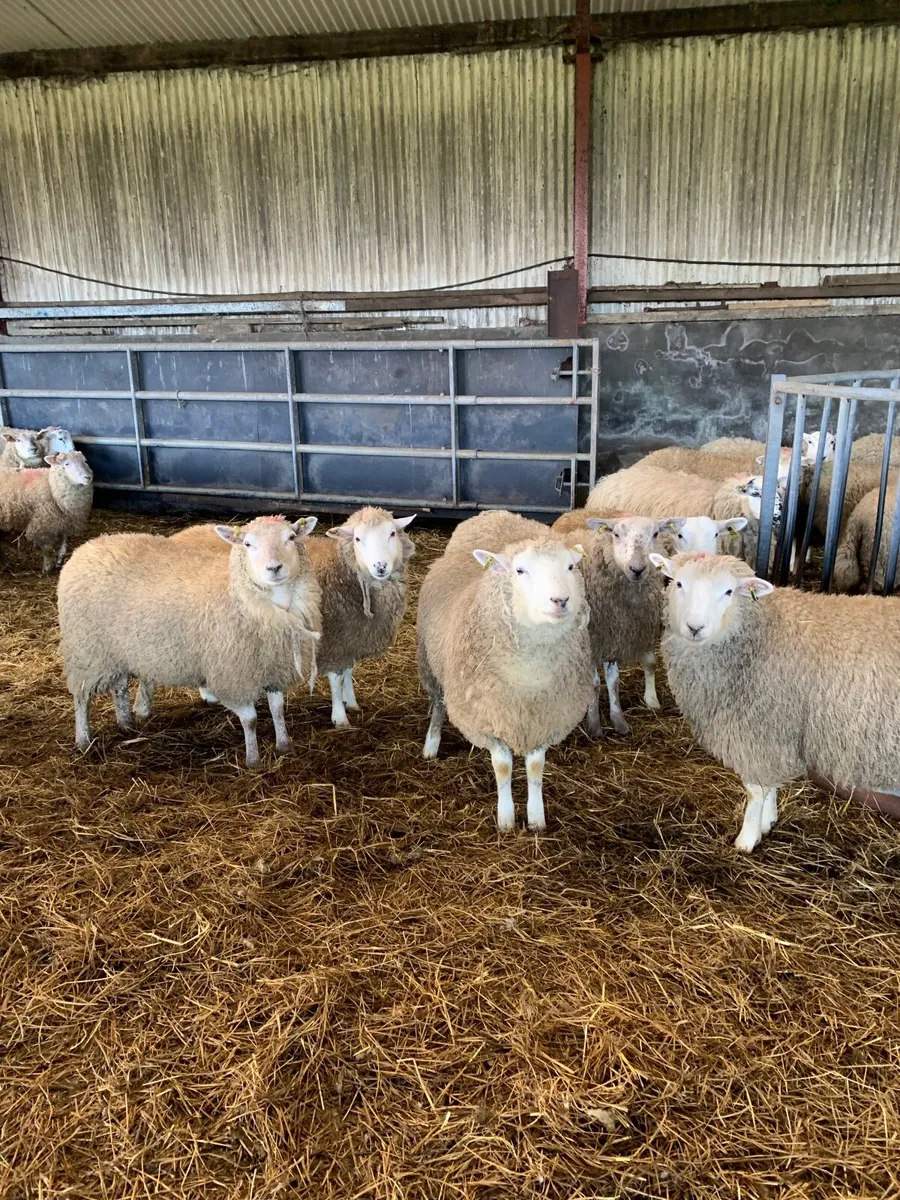 Hogget Ewes - Image 4